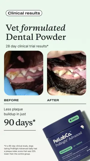 clinical dental ad comparing a dog's plaque-covered teeth before with cleaner teeth after beside a dental powder tub