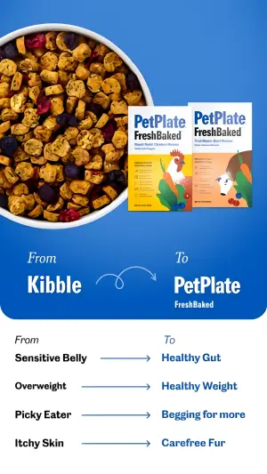 pet food ad mapping symptoms like sensitive belly to benefits like healthy gut with from and to arrows